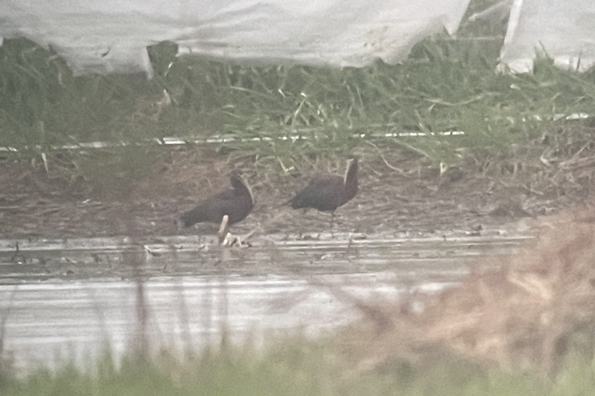 Glossy Ibis - ML617658901