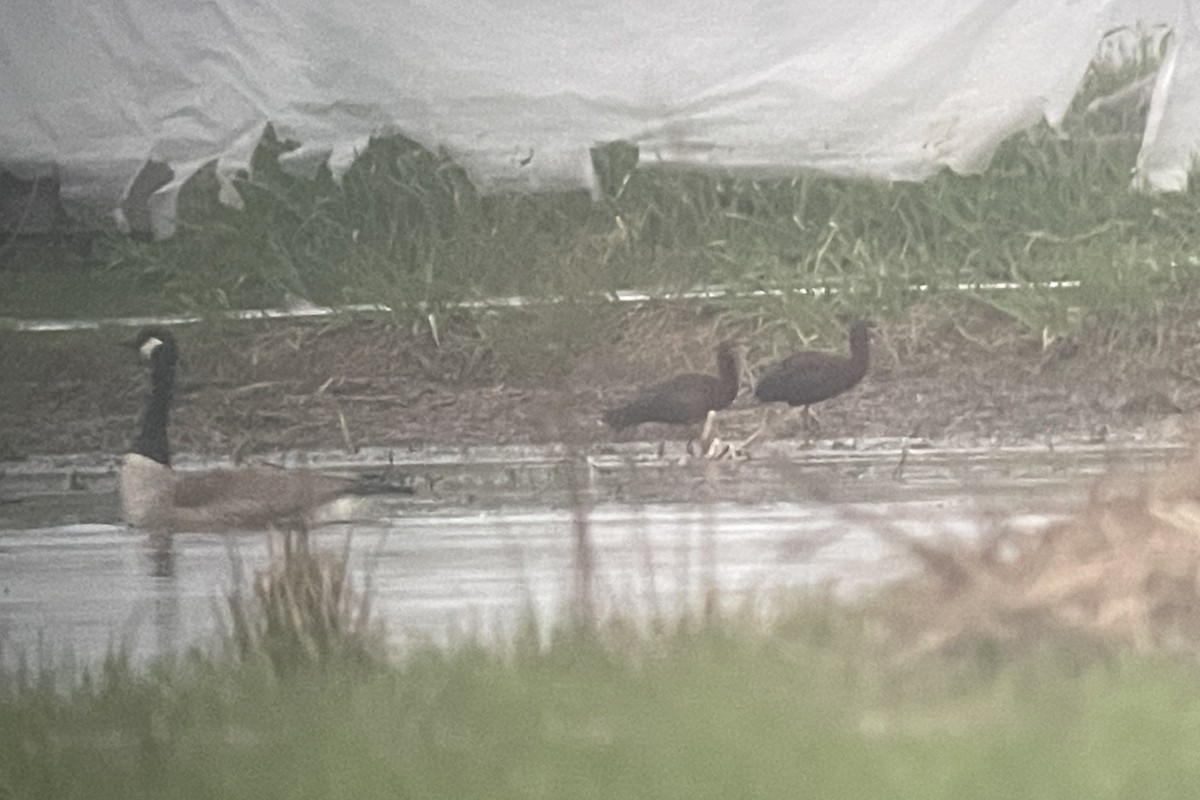 Glossy Ibis - ML617658910