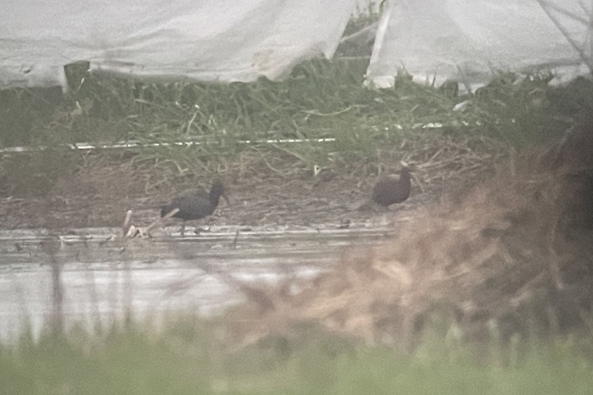 Glossy Ibis - ML617658914