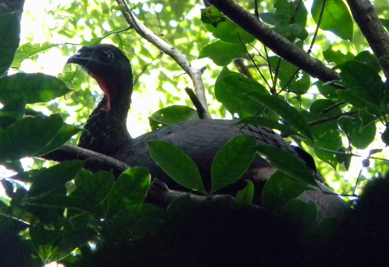 Crested Guan - ML617658952