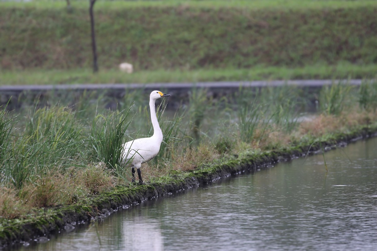 Cigno minore - ML617658958