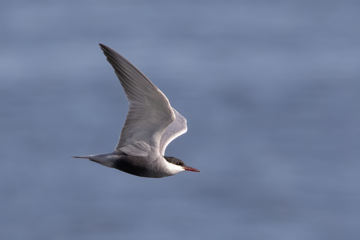 Whiskered Tern - Miguel Rodríguez Esteban