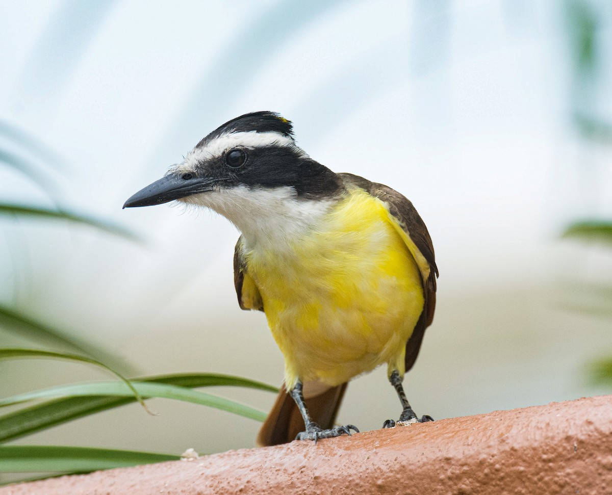 Great Kiskadee - ML617658969