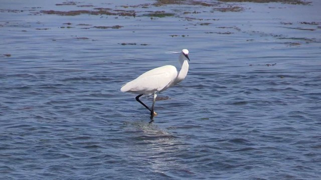 Little Egret - ML617659017