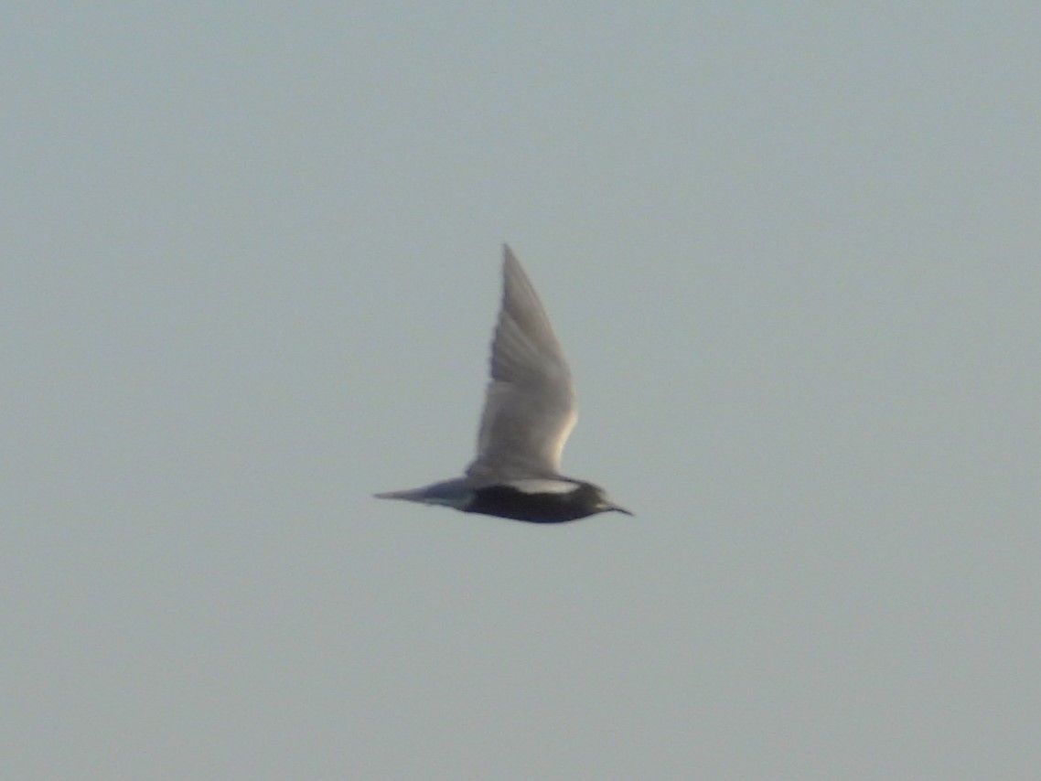 Black Tern - ML617659053