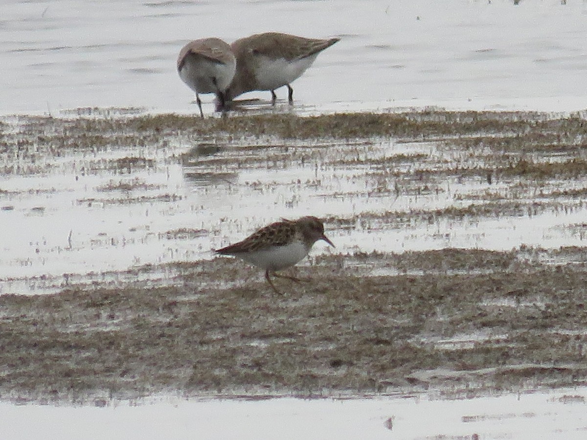 Least Sandpiper - Steve Babbitt