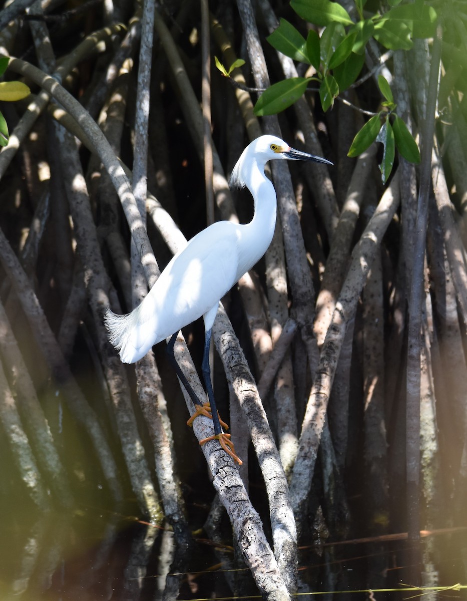 Snowy Egret - ML617659083