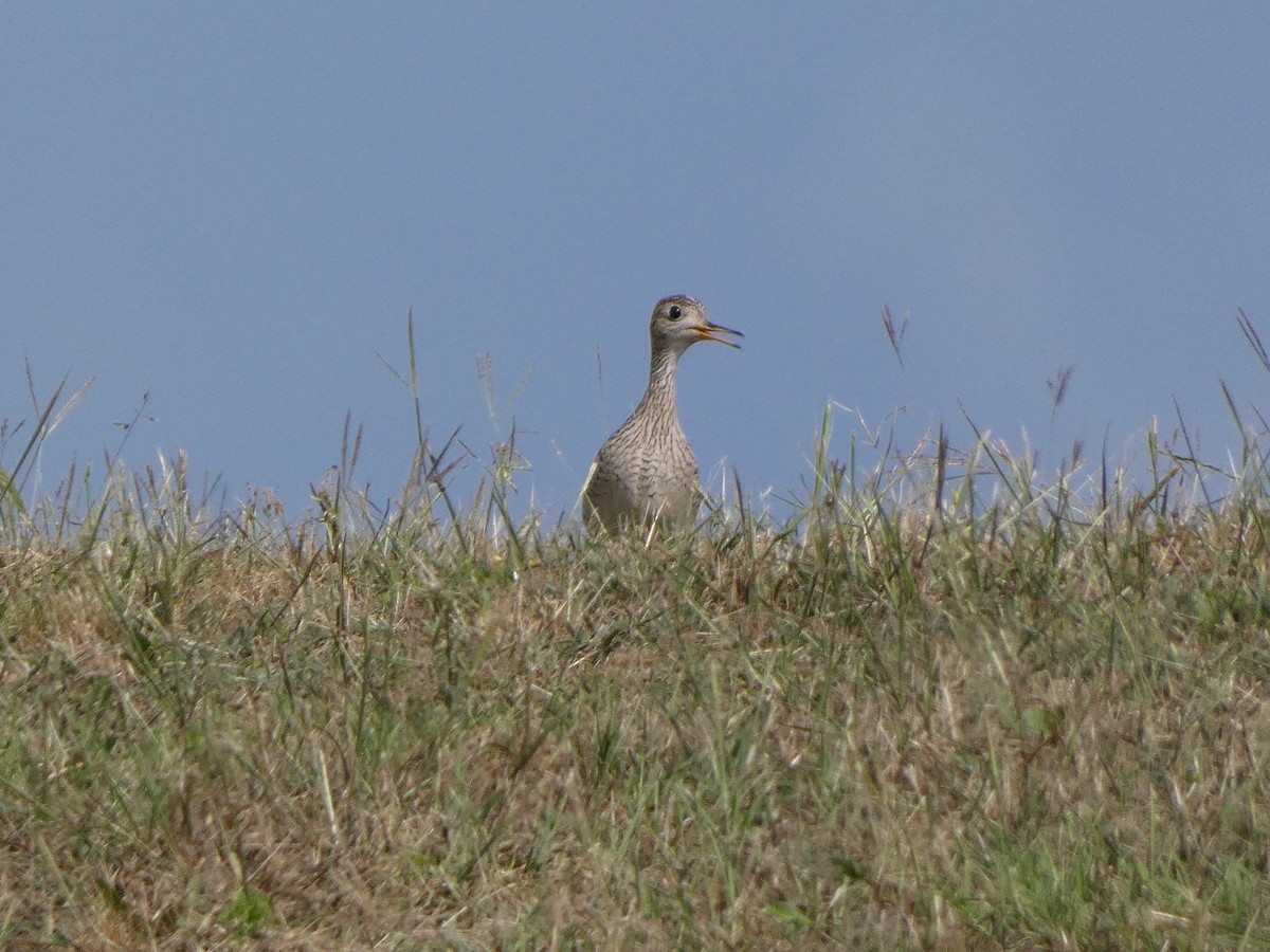 Upland Sandpiper - ML617659091