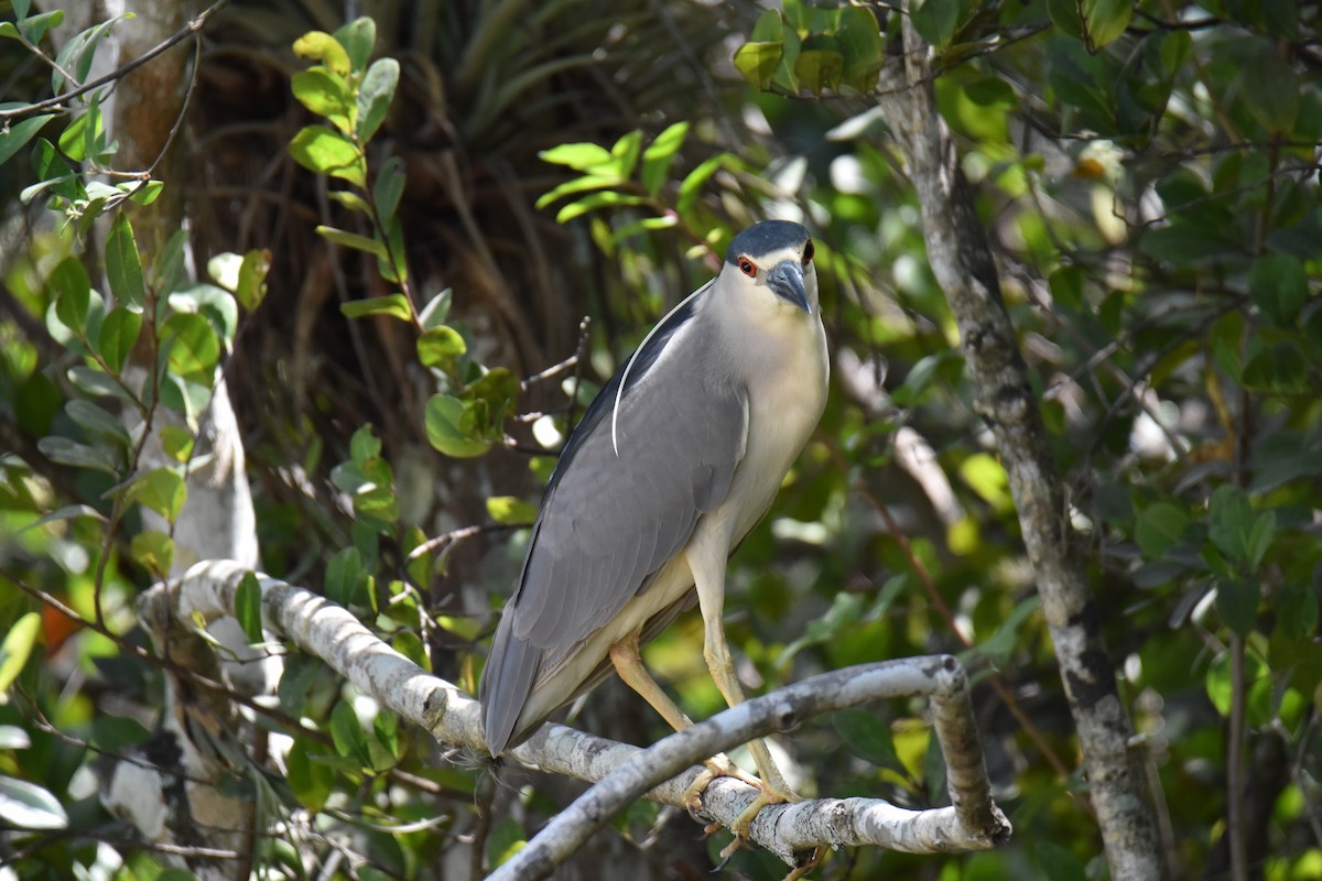 Black-crowned Night Heron - ML617659102