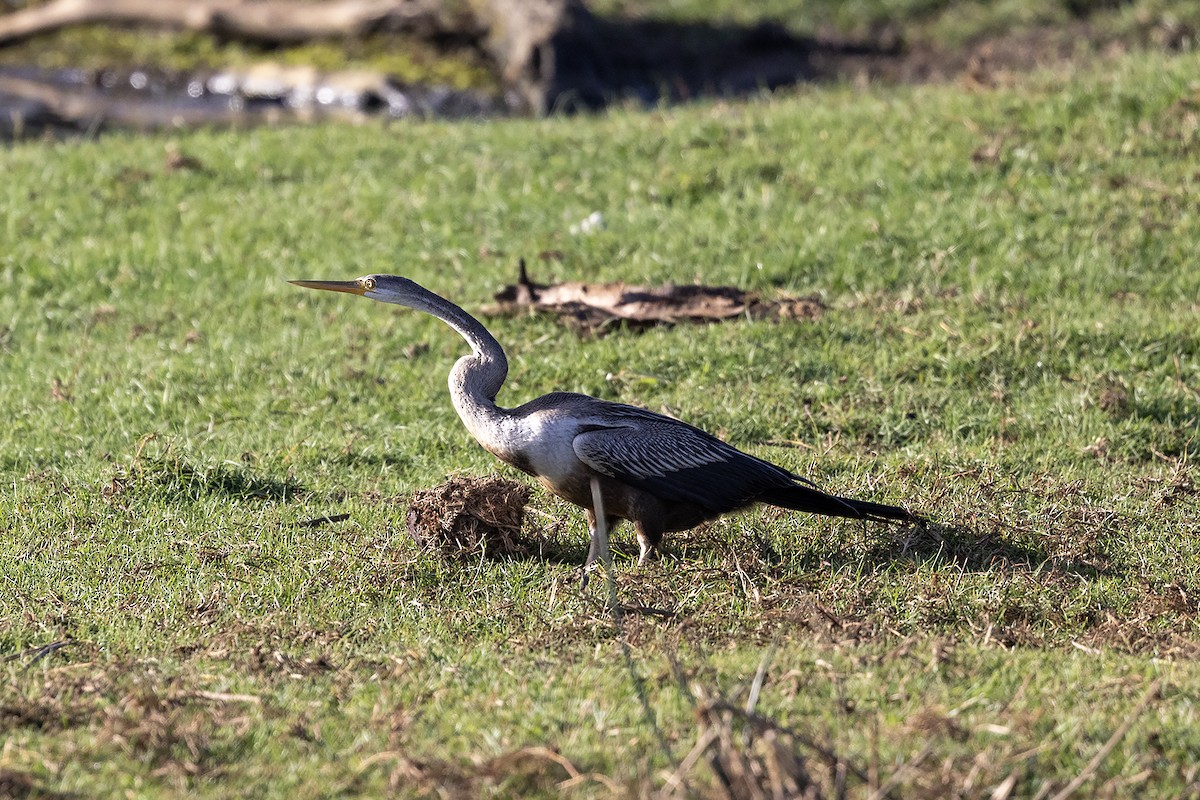 Anhinga roux - ML617659105