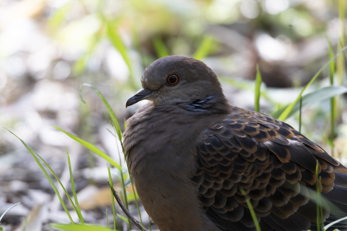 Oriental Turtle-Dove - ML617659179