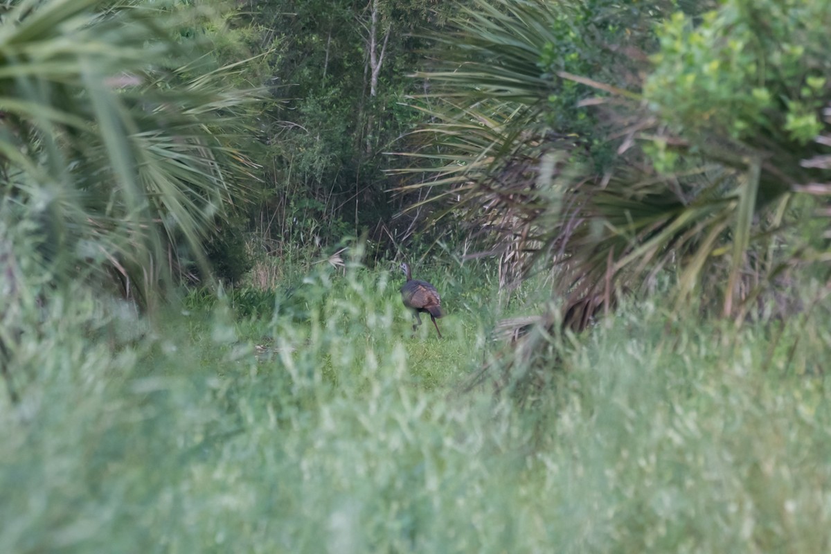 Wild Turkey - ML617659184