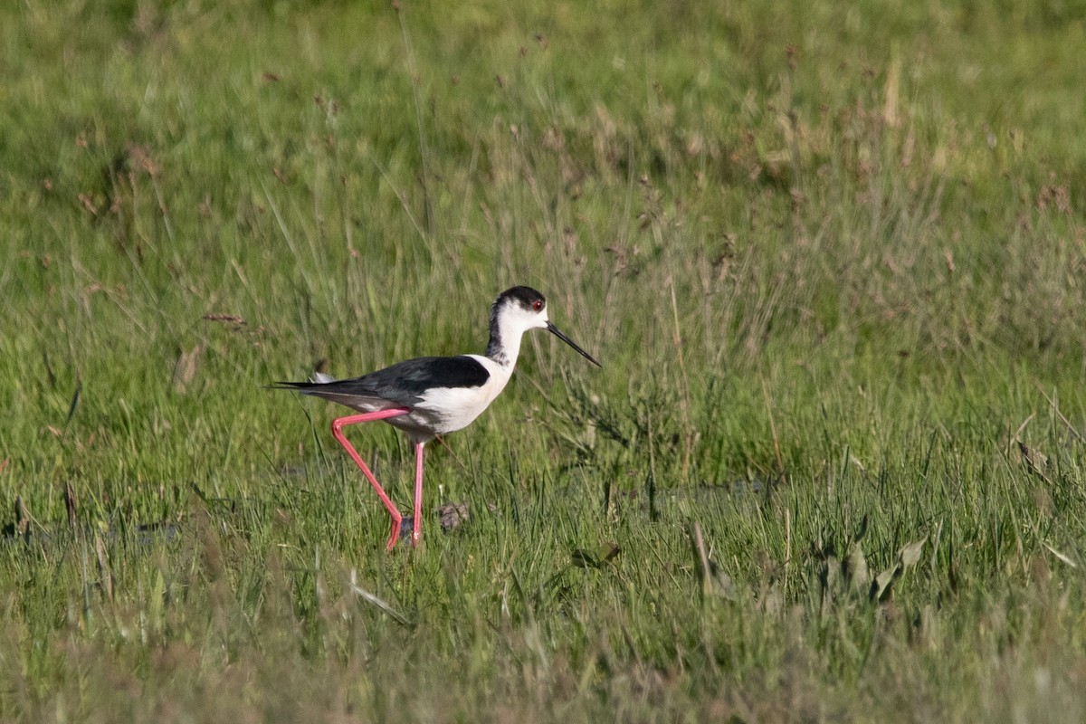 Black-winged Stilt - ML617659281