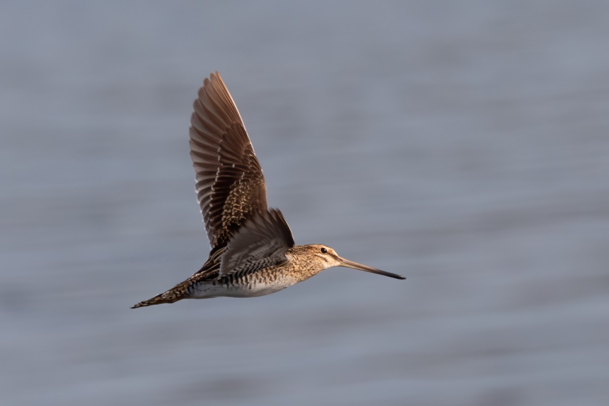 Common Snipe - Miguel Rodríguez Esteban