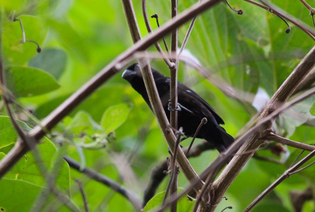 Thick-billed Seed-Finch - Miska Nyul