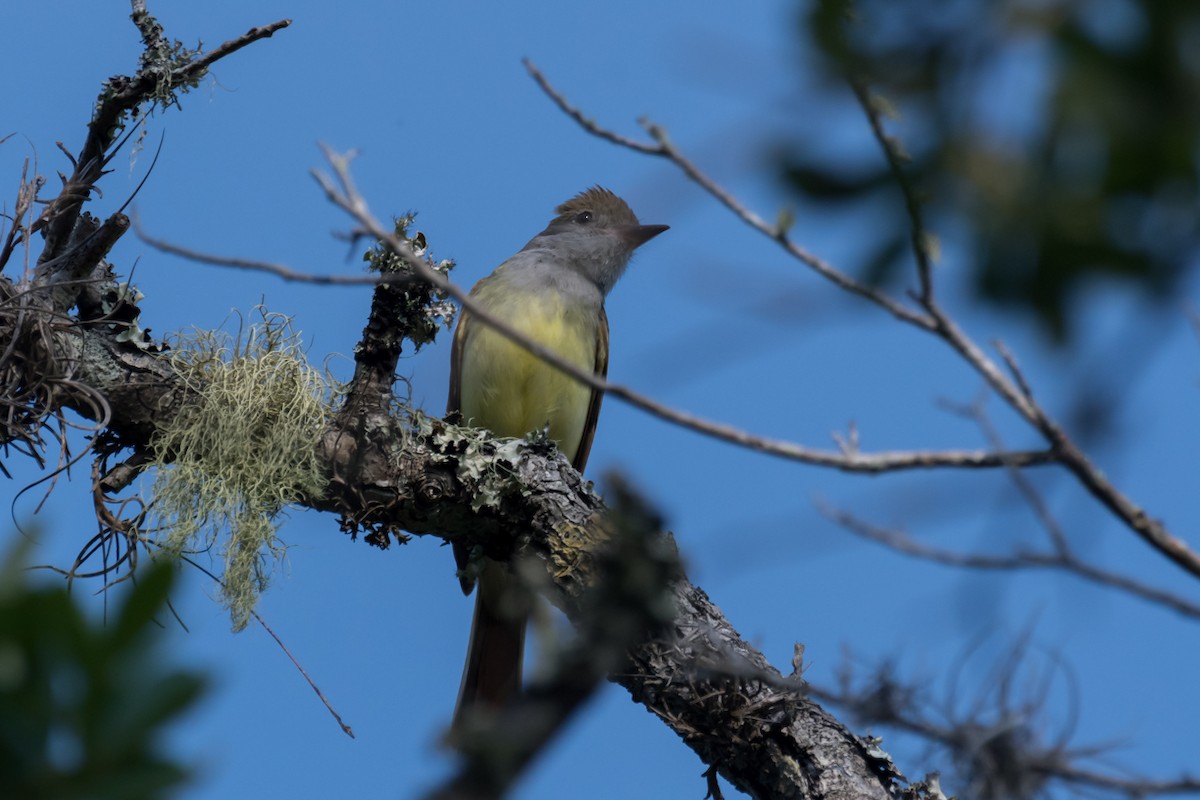 Great Crested Flycatcher - ML617659314