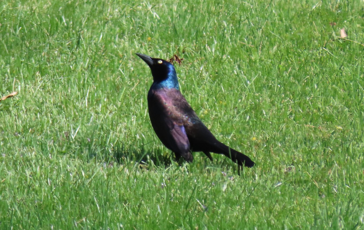 Common Grackle - ML617659352