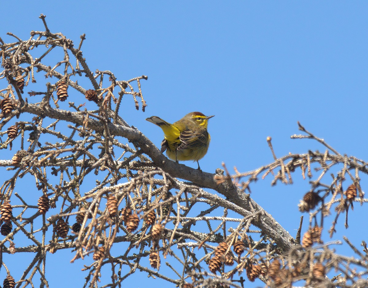 Paruline à couronne rousse - ML617659392