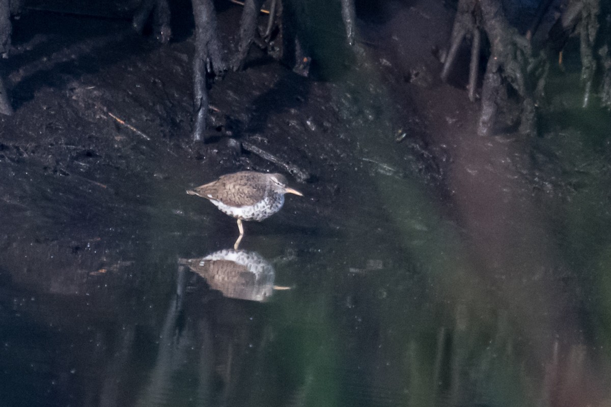 Spotted Sandpiper - ML617659397