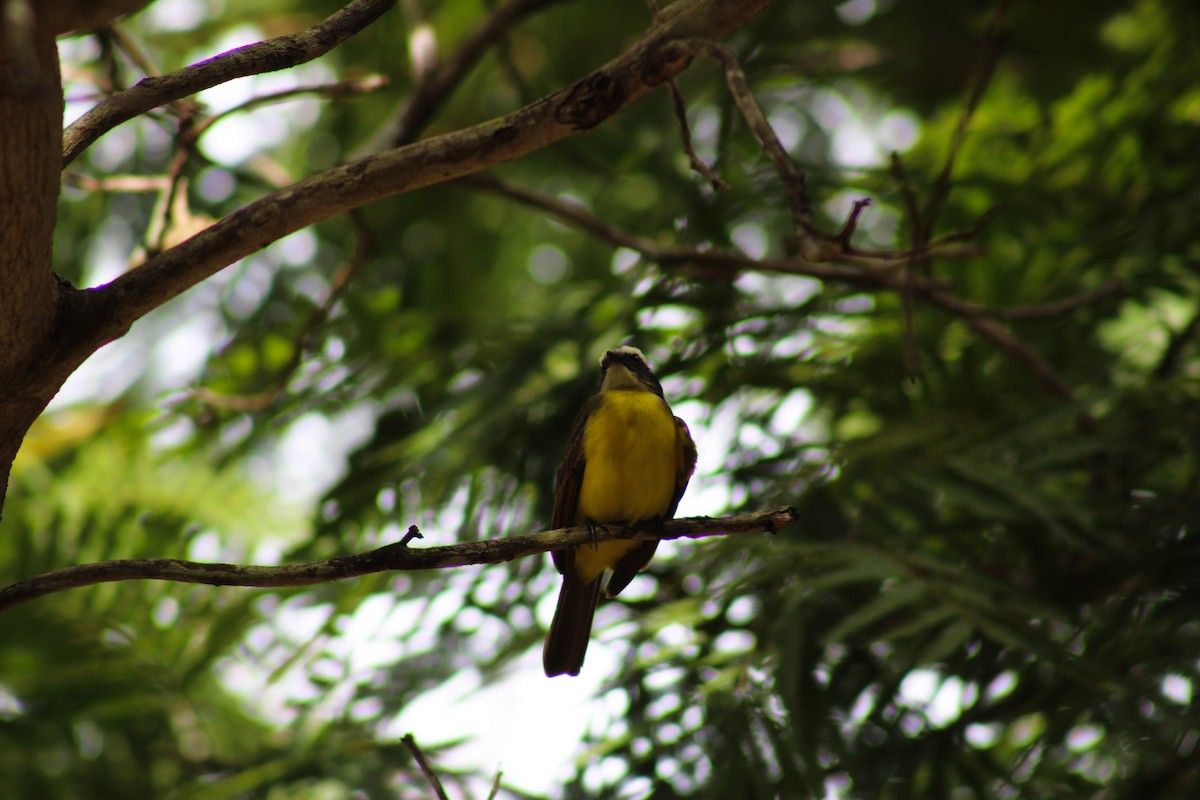 Rusty-margined Flycatcher - ML617659400