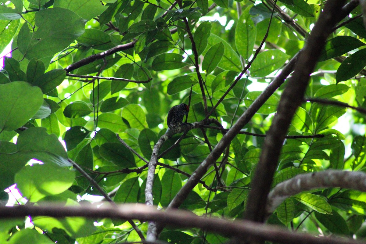 White-wedged Piculet - ML617659404