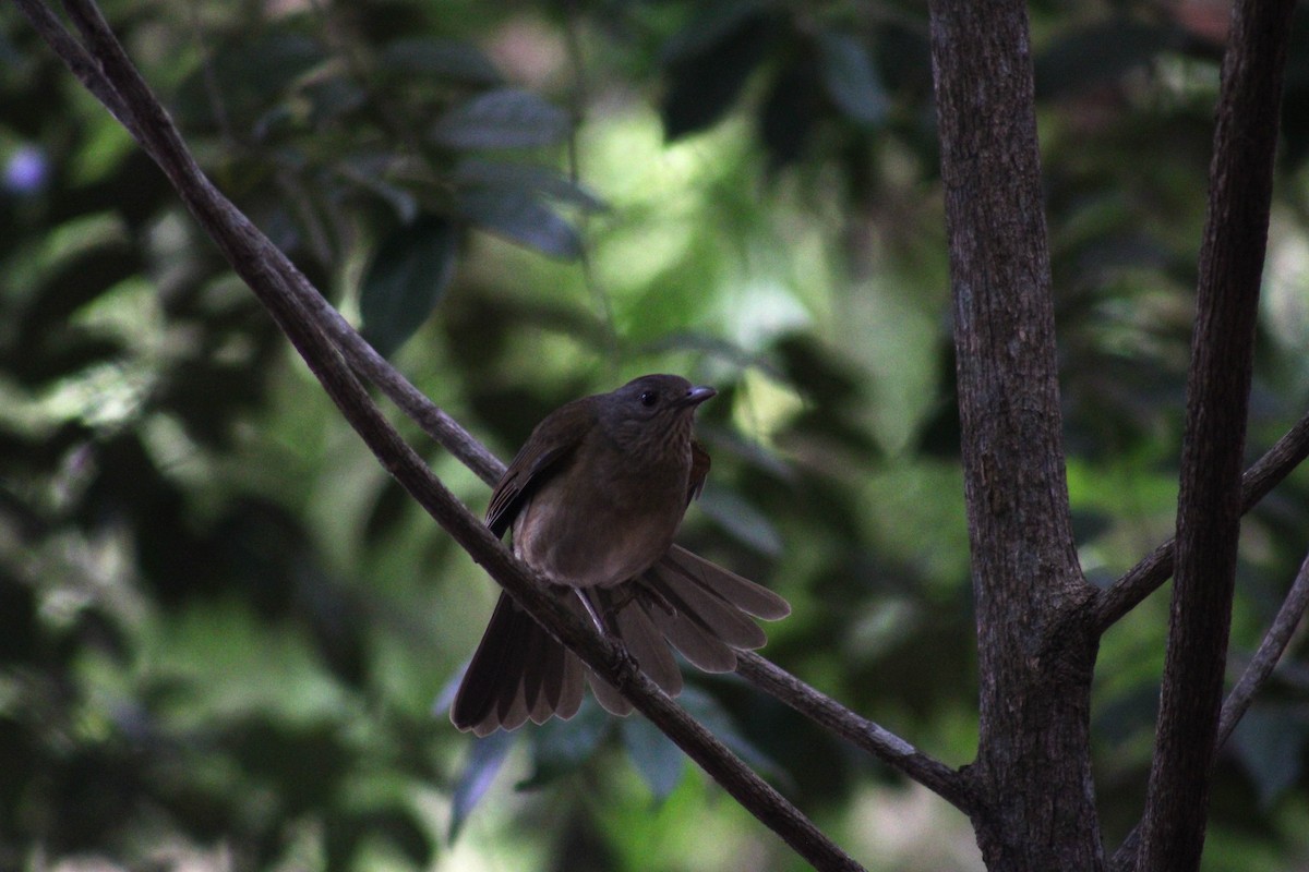 Pale-breasted Thrush - ML617659409