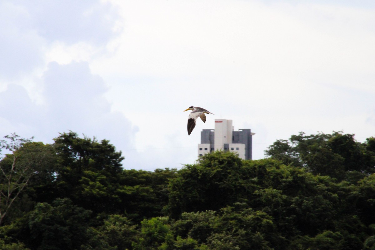 Large-billed Tern - ML617659412