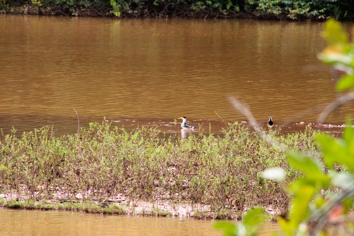 Large-billed Tern - ML617659414