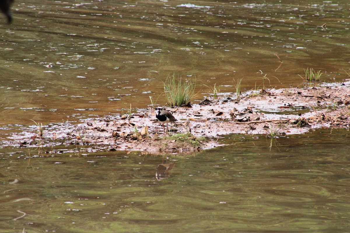 Southern Lapwing - ML617659422