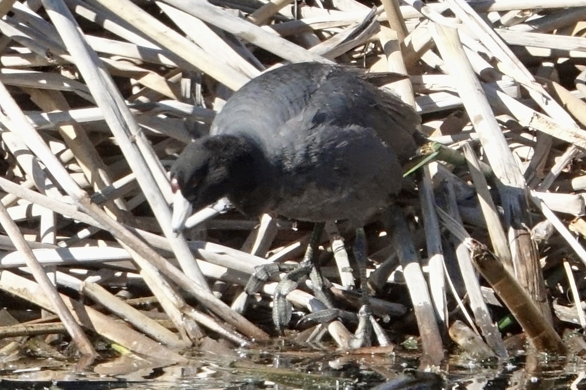 American Coot - ML617659449