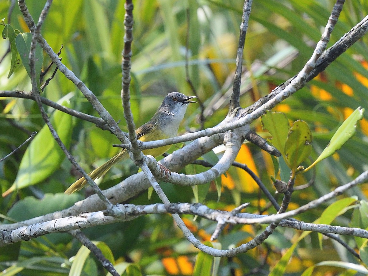 Yellow-bellied Prinia - Bhaskar Mandal