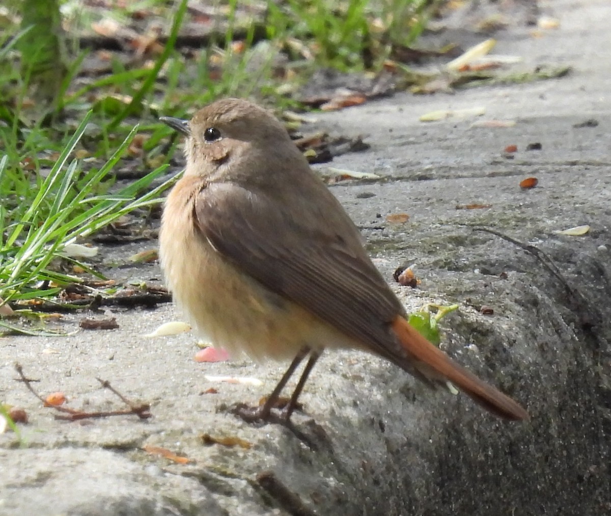 Common Redstart - ML617659485