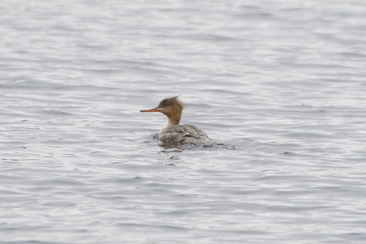 Red-breasted Merganser - David Mathieu