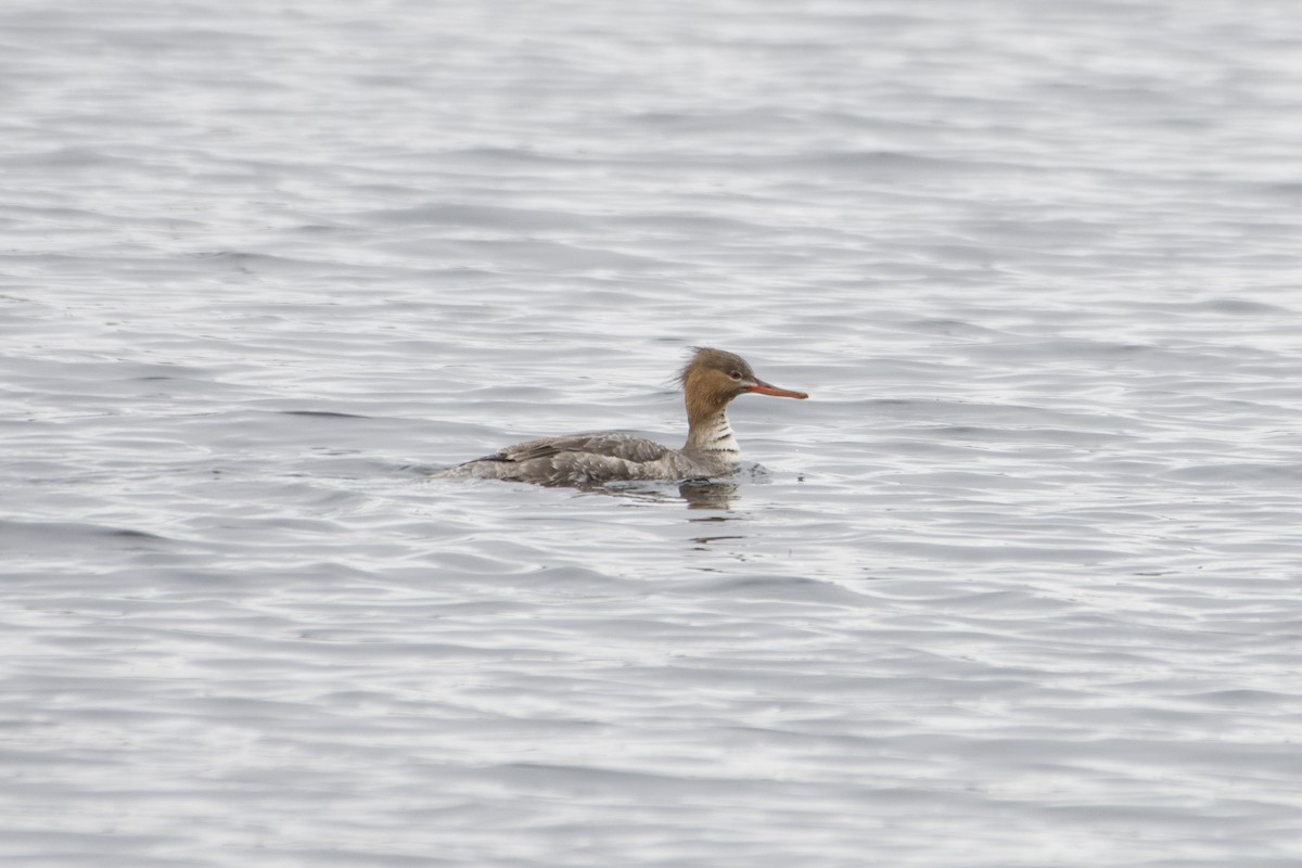 Red-breasted Merganser - David Mathieu