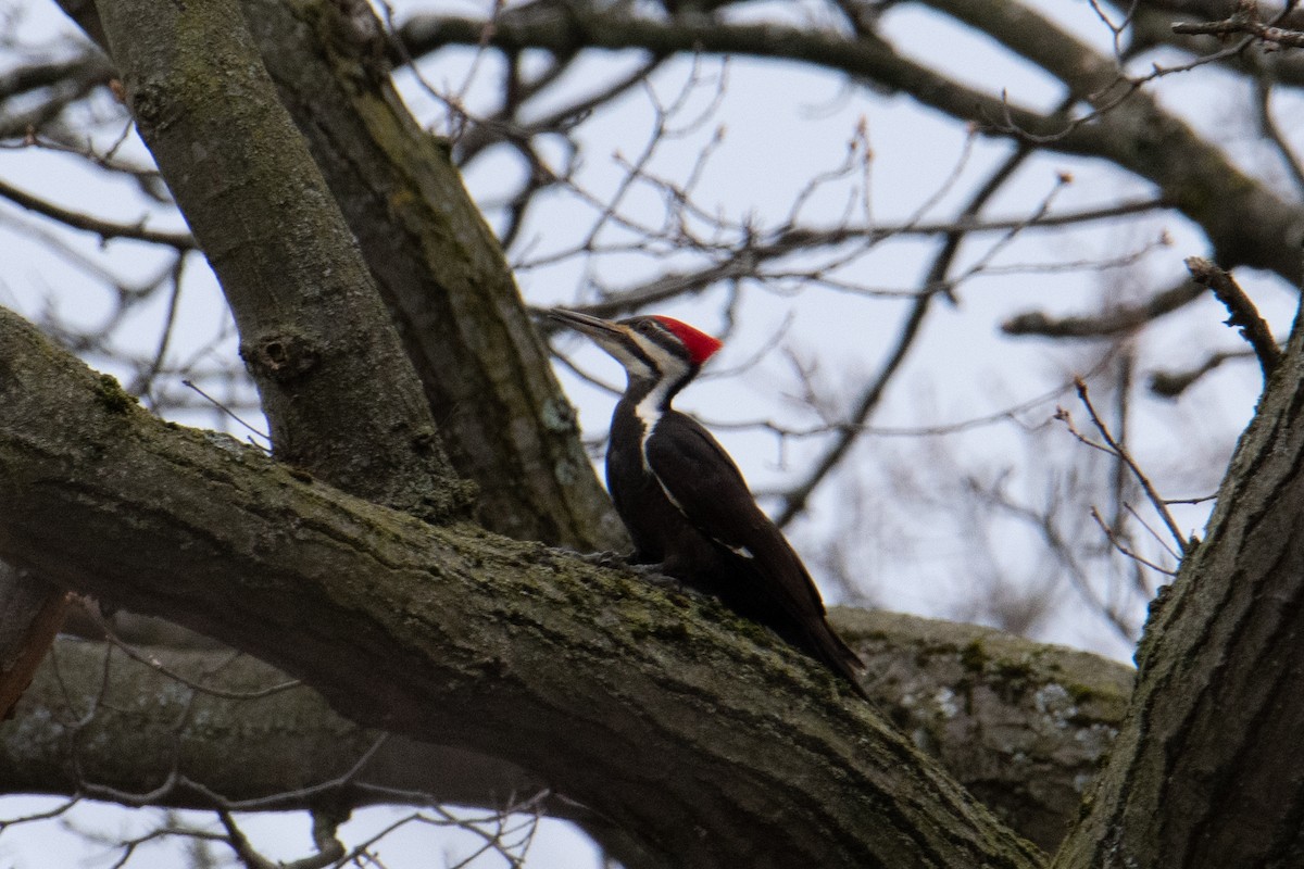 Pileated Woodpecker - ML617659564