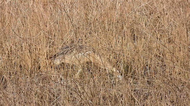 Eurasian Bittern - ML617659566