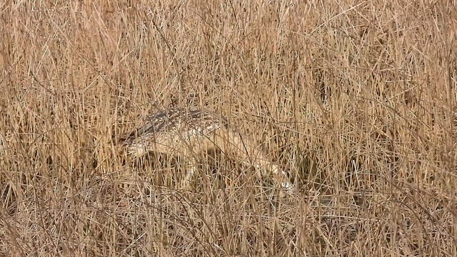 Great Bittern - ML617659566