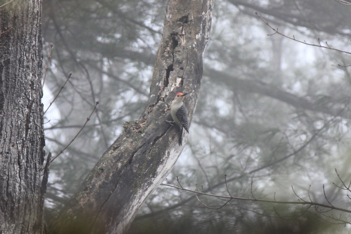 Red-bellied Woodpecker - ML617659567