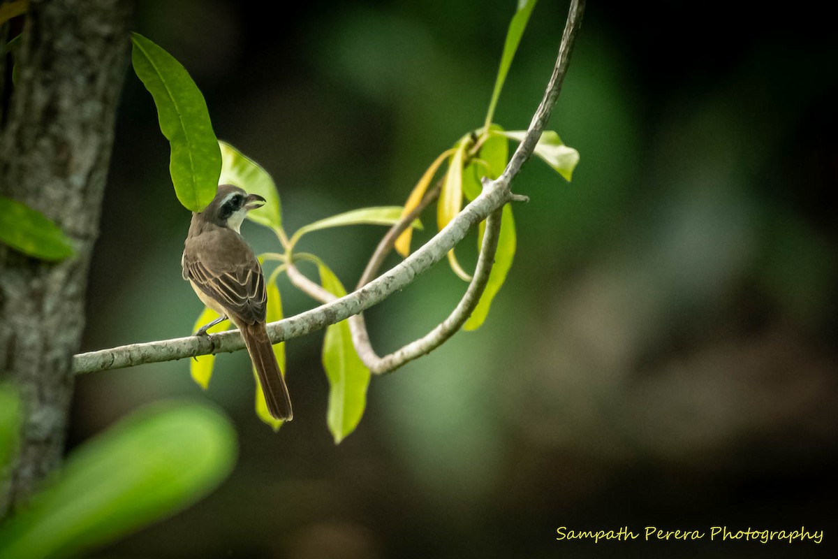 Brown Shrike - Sampath Indika Perera