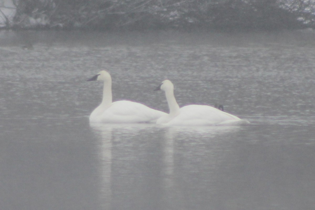 Trumpeter Swan - ML617659612