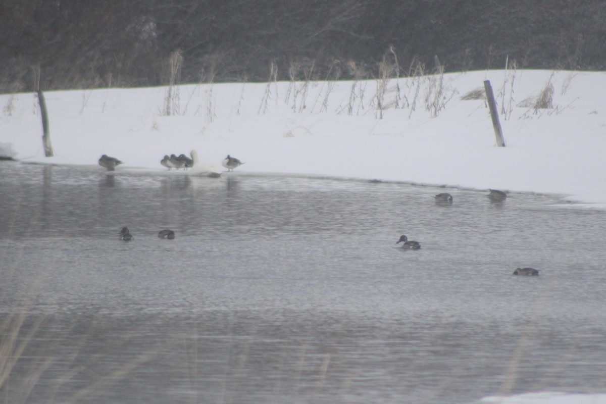 Northern Pintail - ML617659615