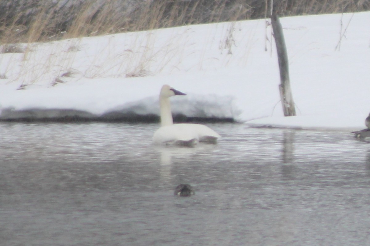 Trumpeter Swan - ML617659617