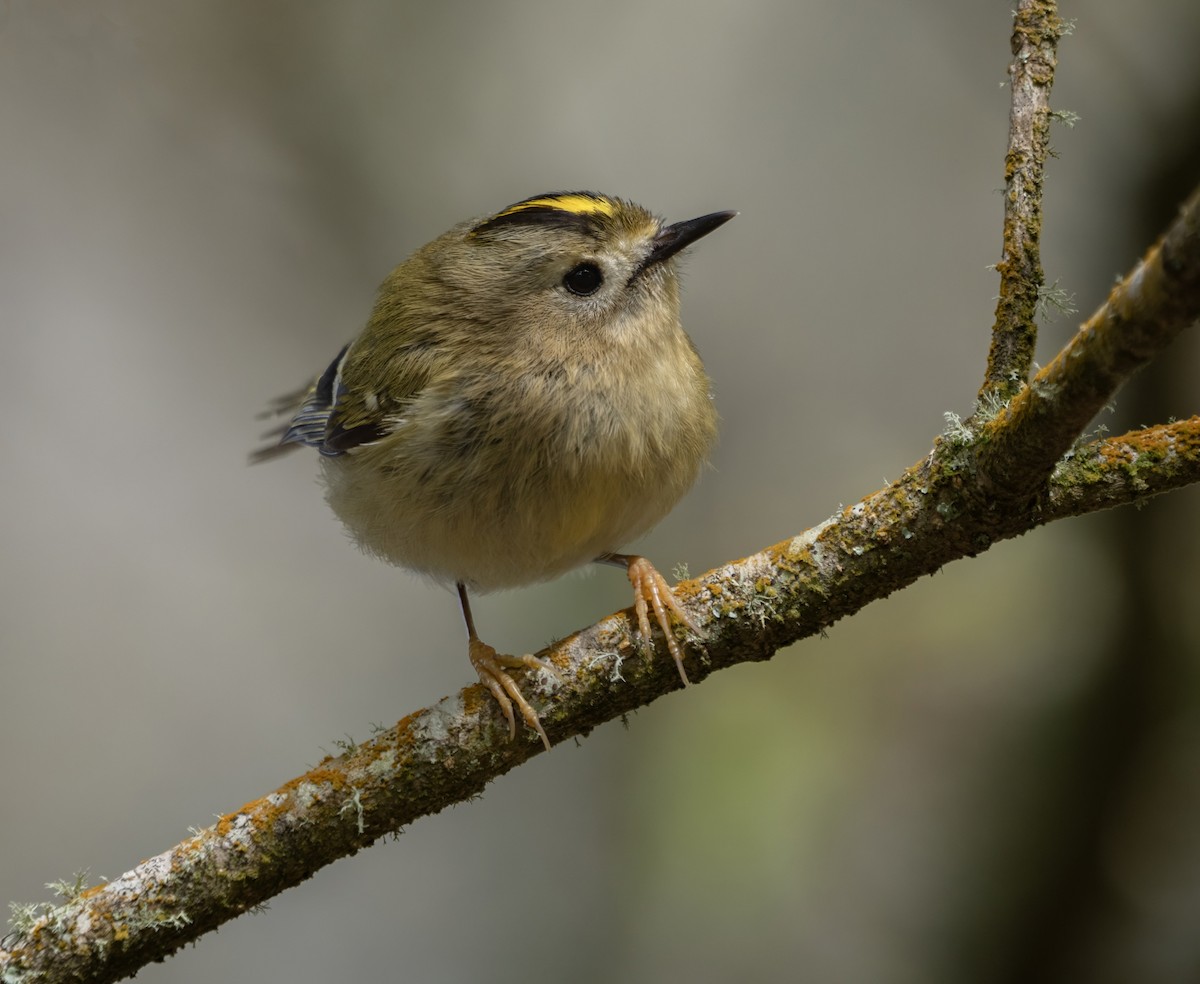 Wintergoldhähnchen (azoricus) - ML617659624