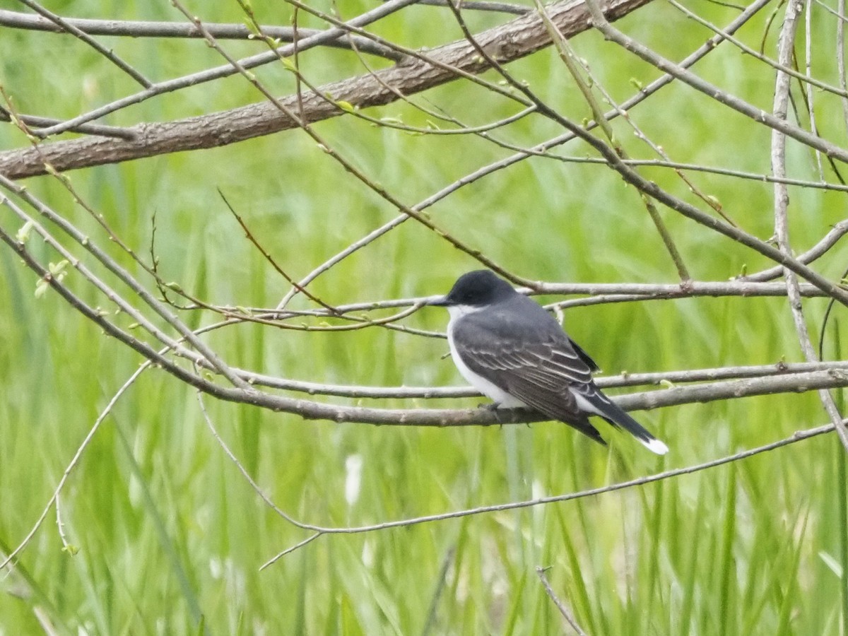 Eastern Kingbird - Luc and Therese Jacobs