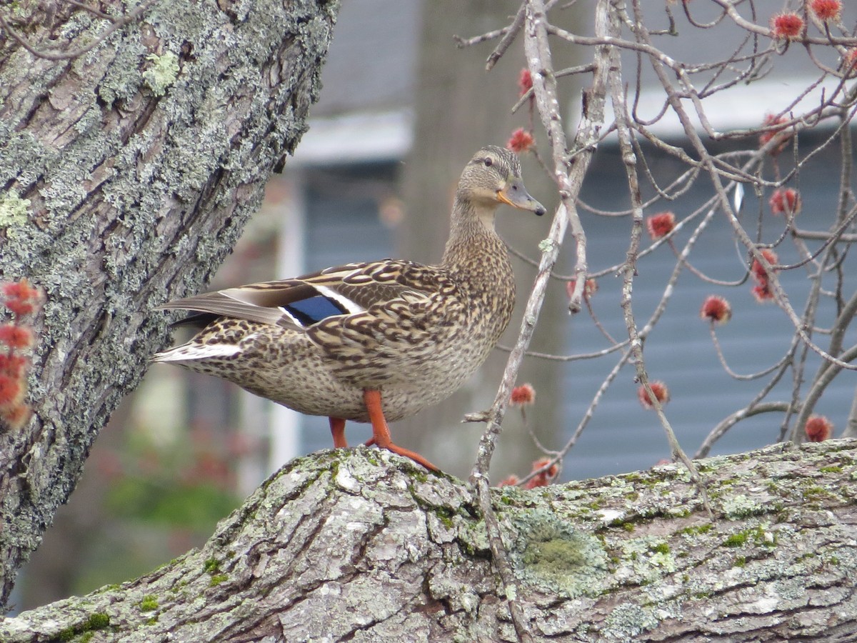 Mallard - ML617659631