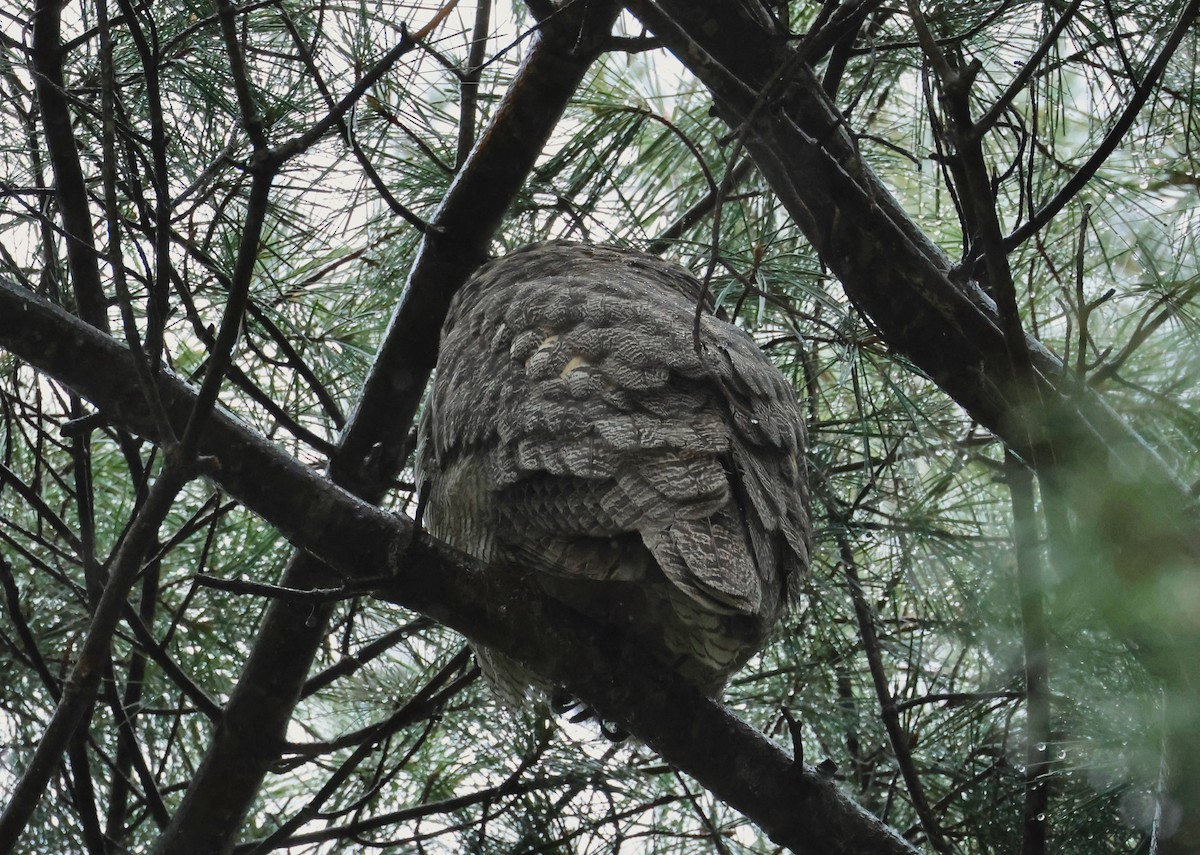 Great Horned Owl - ML617659641