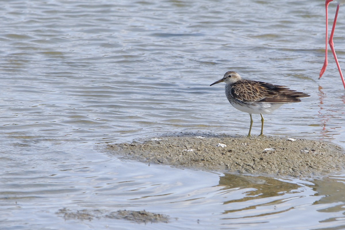 Pectoral Sandpiper - Mehdi Sadak