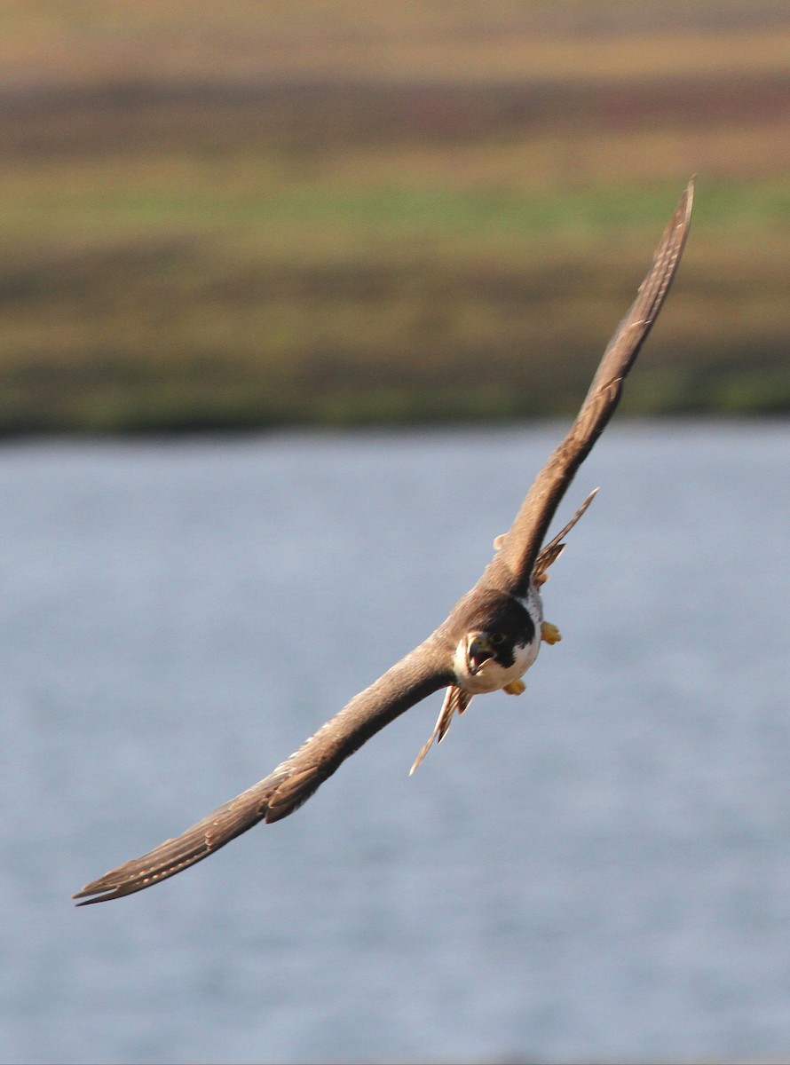 Peregrine Falcon - ML617659698