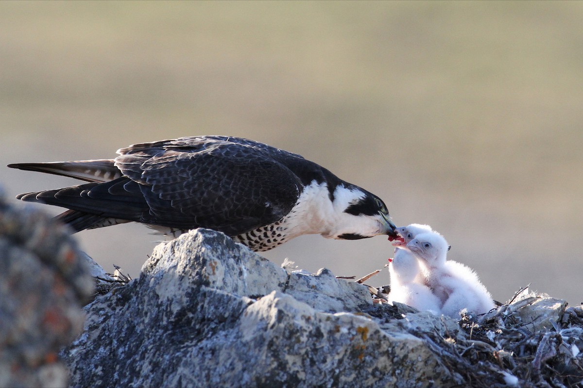 Peregrine Falcon - Robert Holtkamp