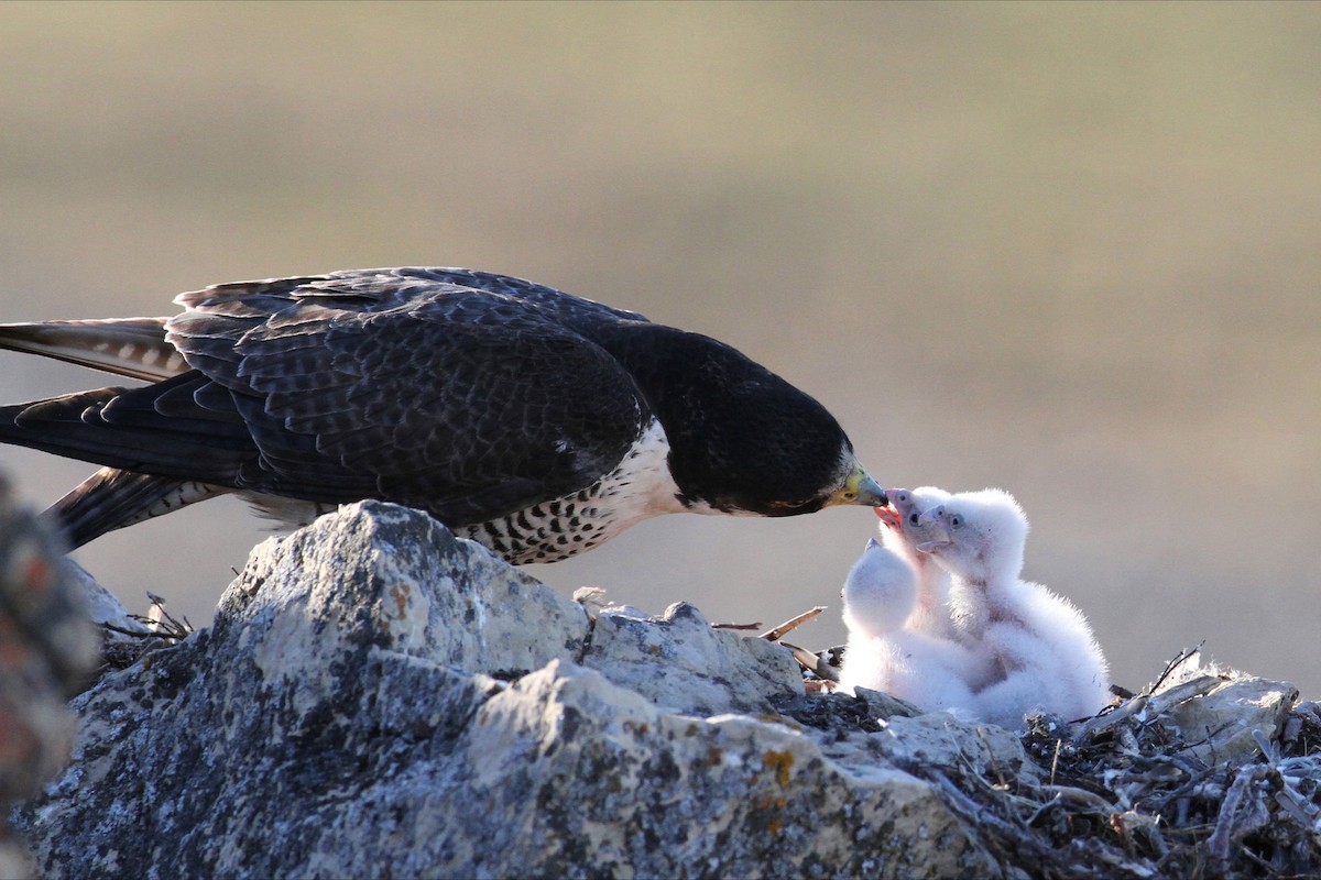 Peregrine Falcon - Robert Holtkamp